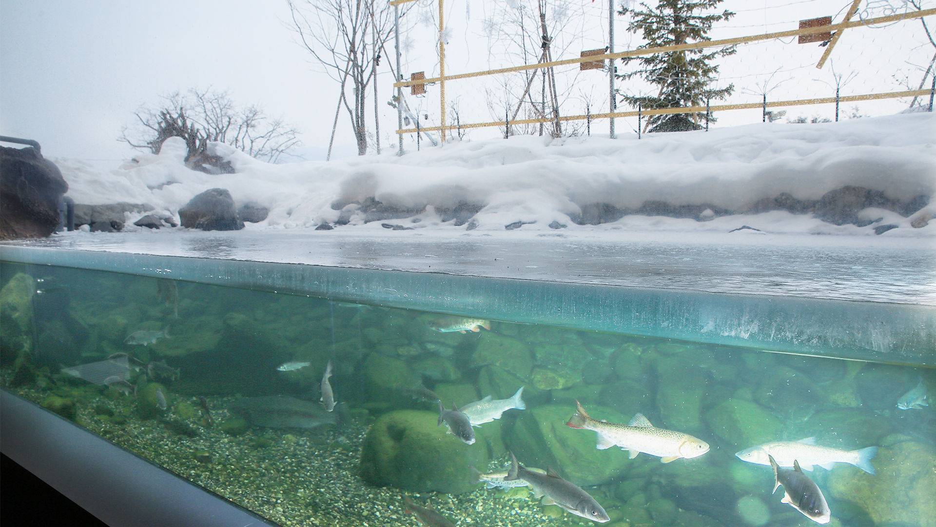 四季の水槽の画像