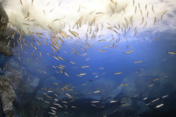 滝つぼ水槽の画像