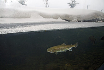 四季の水槽の画像