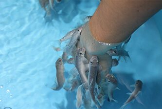 川の生き物の画像